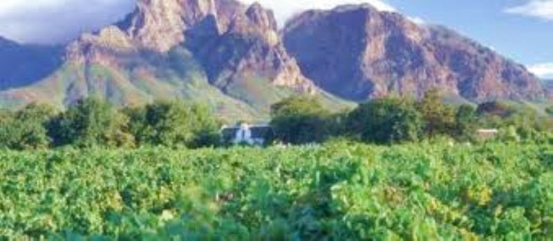 Il Vino in Sudafrica