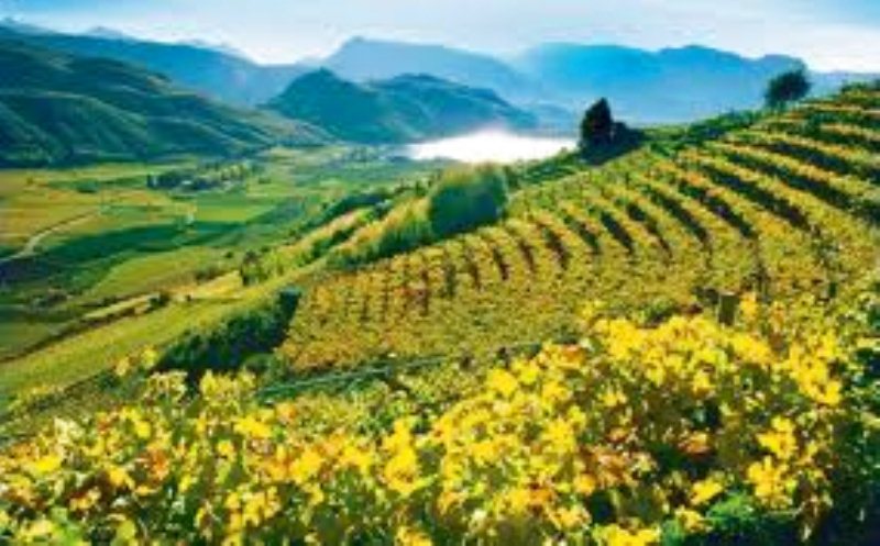 Viaggio nel Mondo del Vino In Trentino Alto Adige