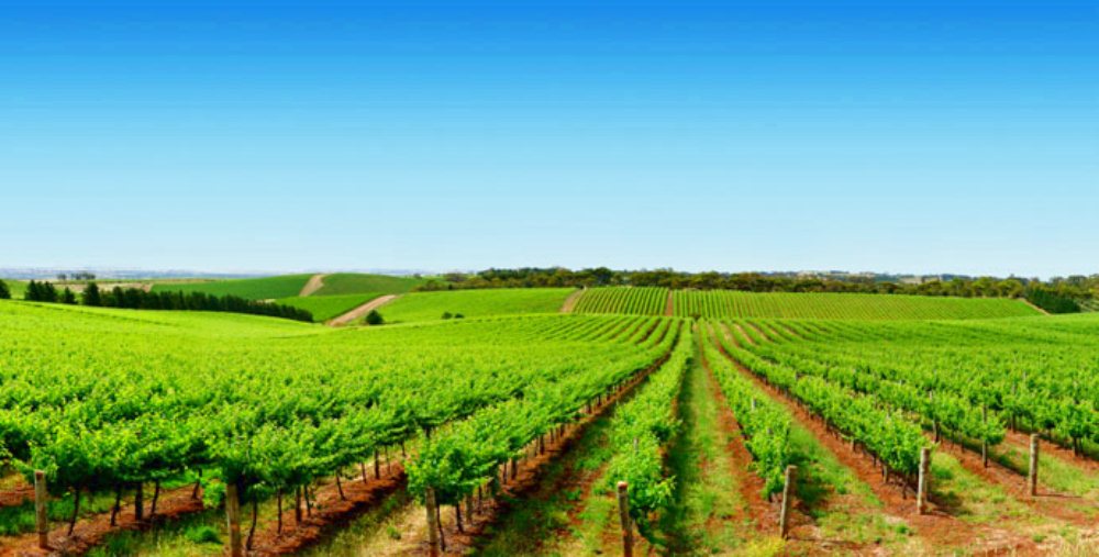 Australia: vini e aree vinicole