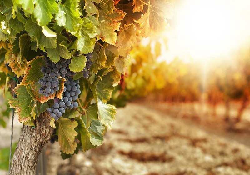 CASA VINICOLA SARTORILa tradizione dei vini veronesi incontra il mondo