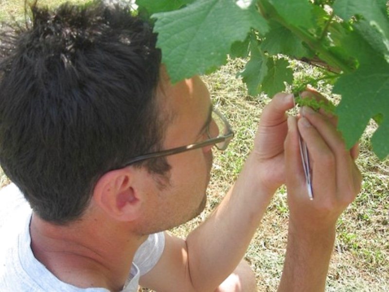 Piante Resistenti a Malattie Fungine: Meno Anticrittogamici in Vigna