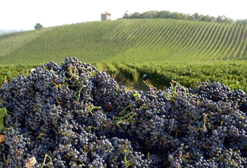 Vigne e Cantine Italiane Sempre più Eco-Friendly