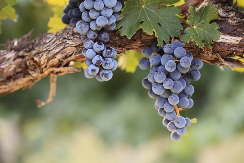 AL VIA IL ROADSHOW DI VINITALYPer presentare Vino- A taste of Italy