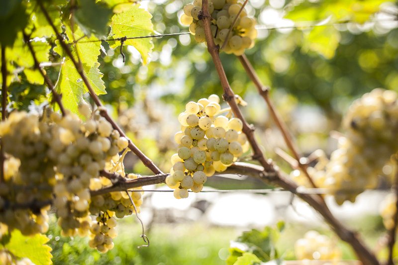 Fresco Fruttato Versatile: è il Pinot Bianco dell’Alto Adige
